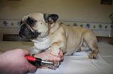 GRIFFES - BOULEDOGUE FRANCAIS 015